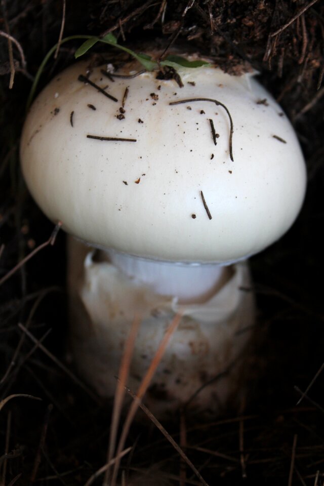 Soil forest mountain