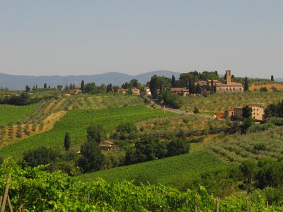 Agriculture winegrowing olives