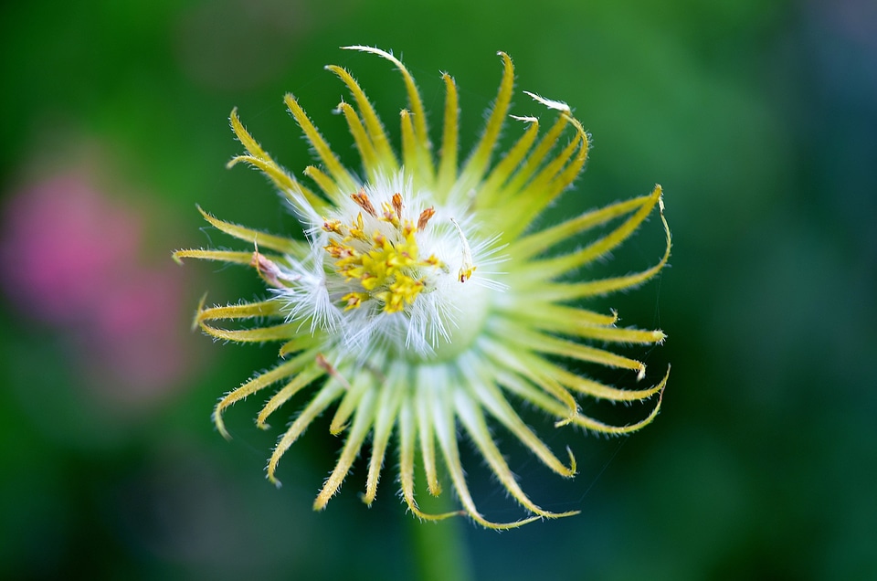 Natural blossom bloom