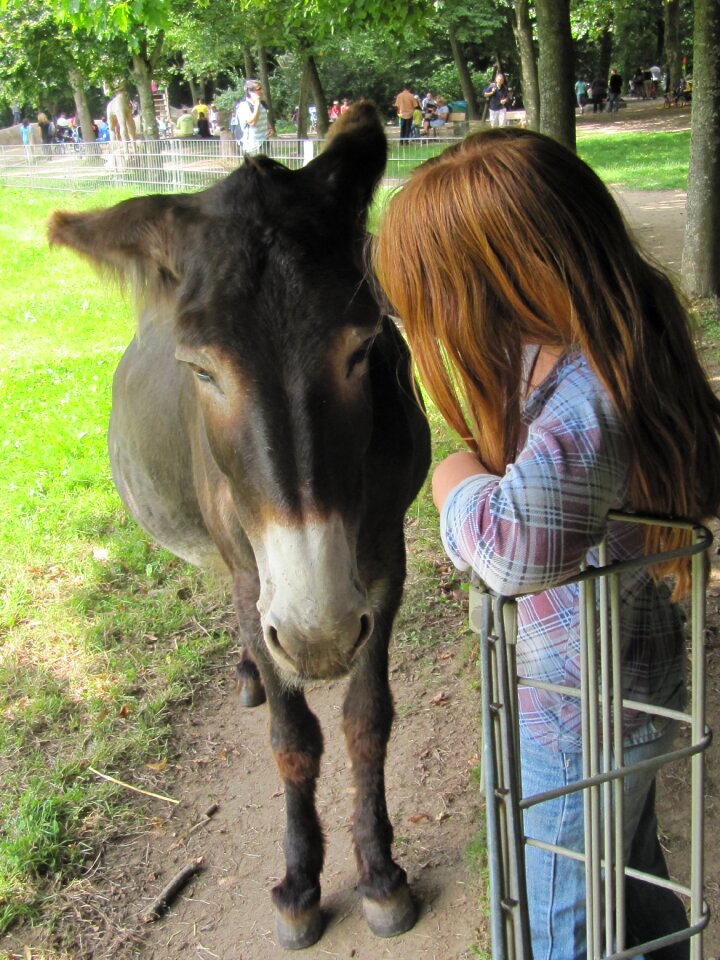 Sanfrancisco domestic animals trustful
