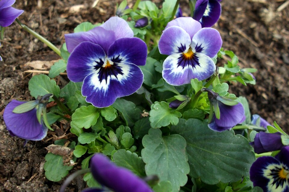 Full bloom purple flower close up