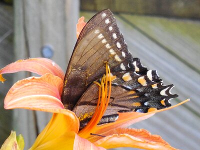 Nature fly animal photo