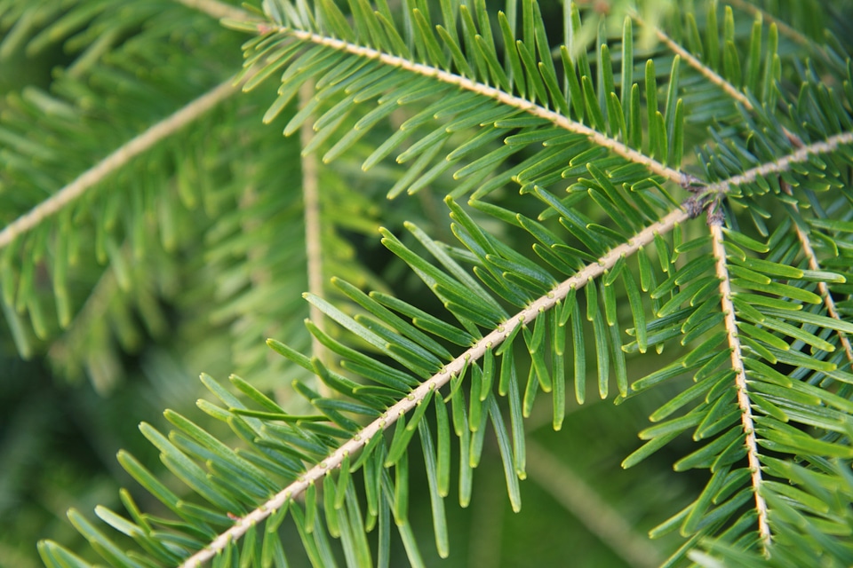 Christmas close flora