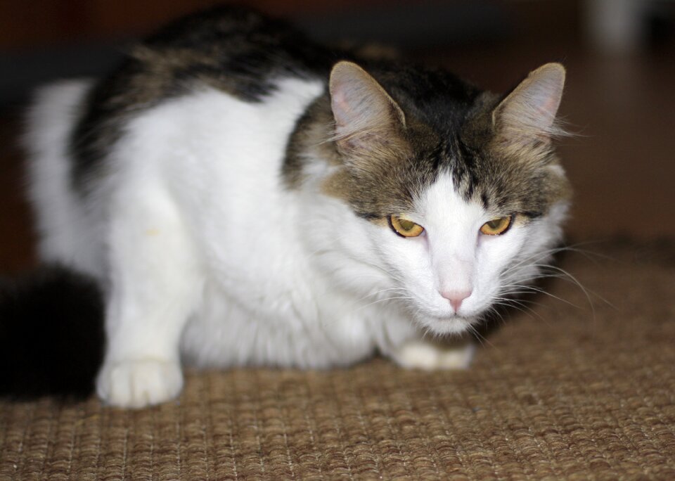 Domestic cat mackerel cat's eyes