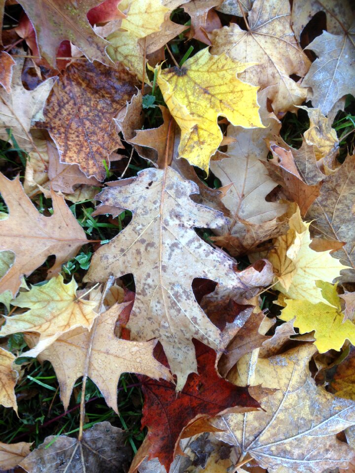 Frost brown yellow