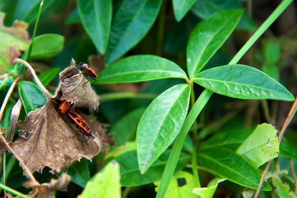 Animals fauna leaves
