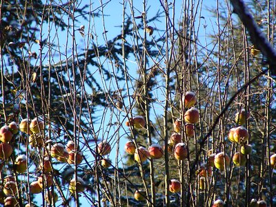 Apple tree snowy wintry