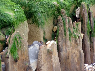 Wood seaweed stones