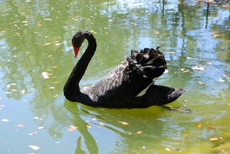 Pond water thailand photo