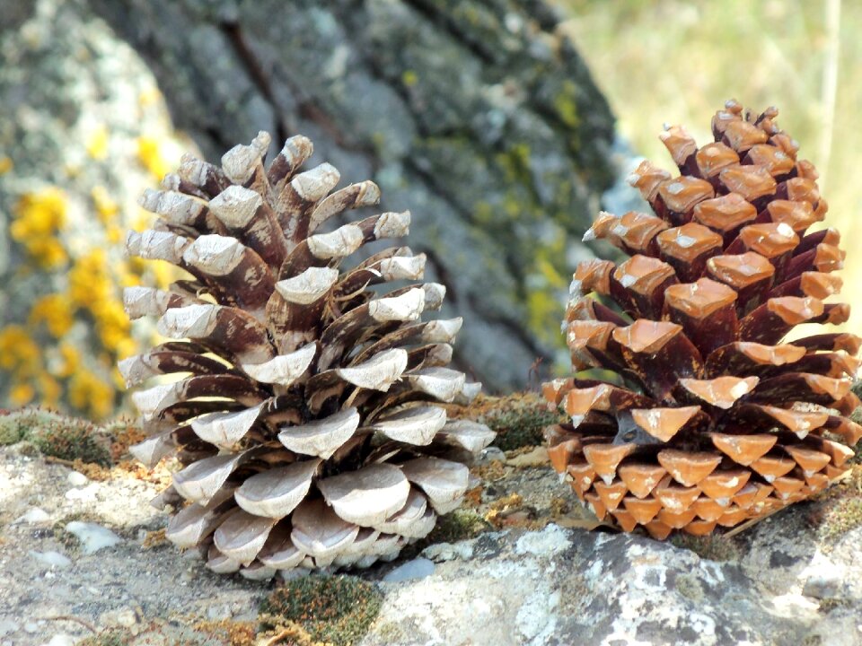 It naturalizes pineapples landscape