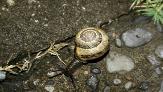 Earth animal