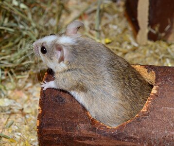 Rodents nager close up
