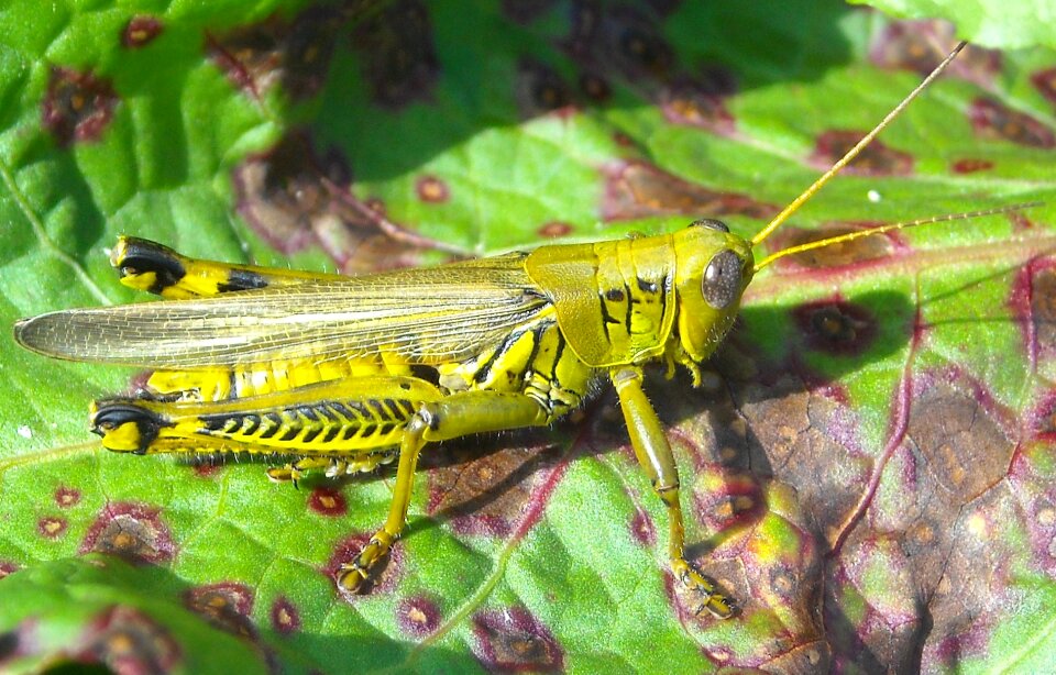 Wildlife wild green