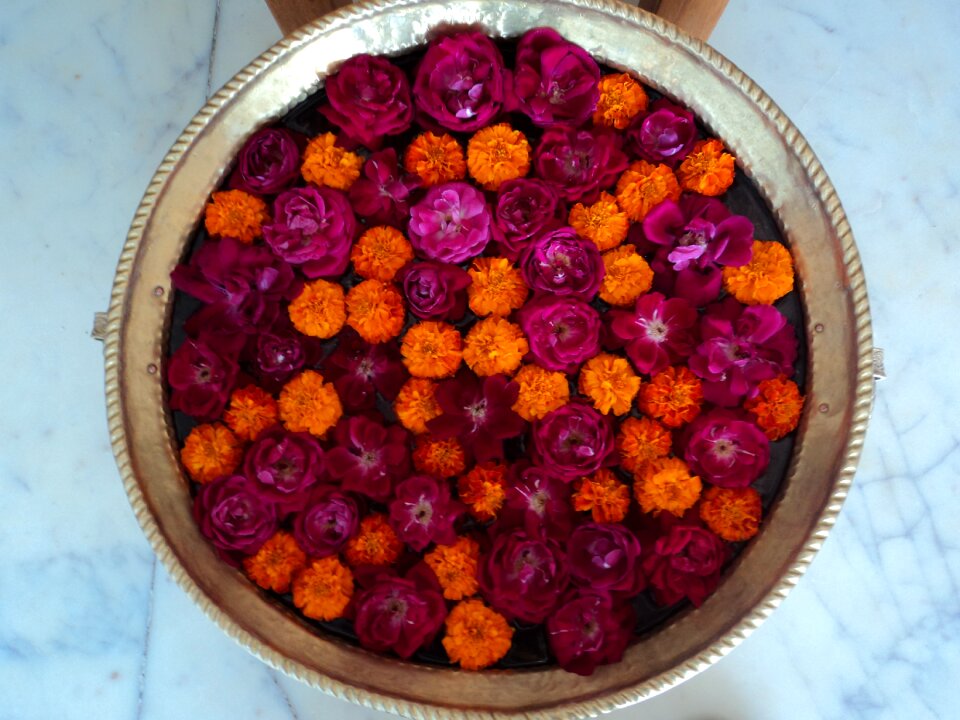 Pot pink