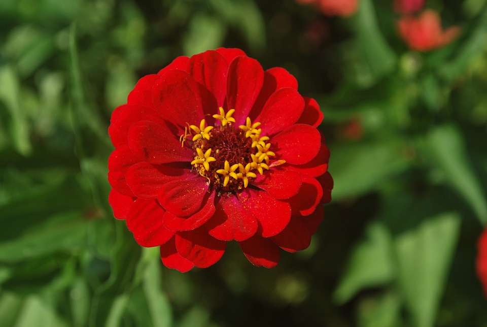 Petals blossom blooms