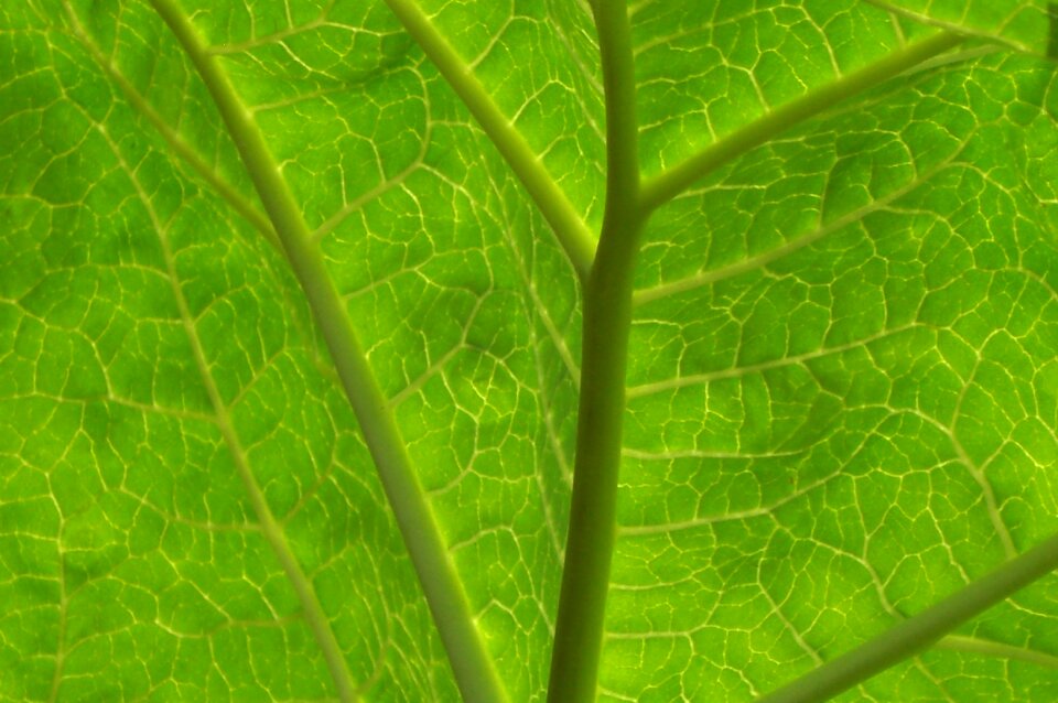 Leaf green transparent