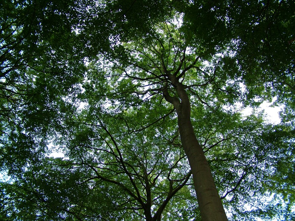 Zeitgeist way of life forest