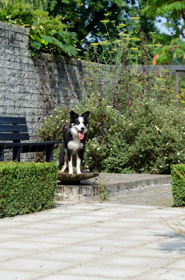 Border collie british sheepdog cool dog