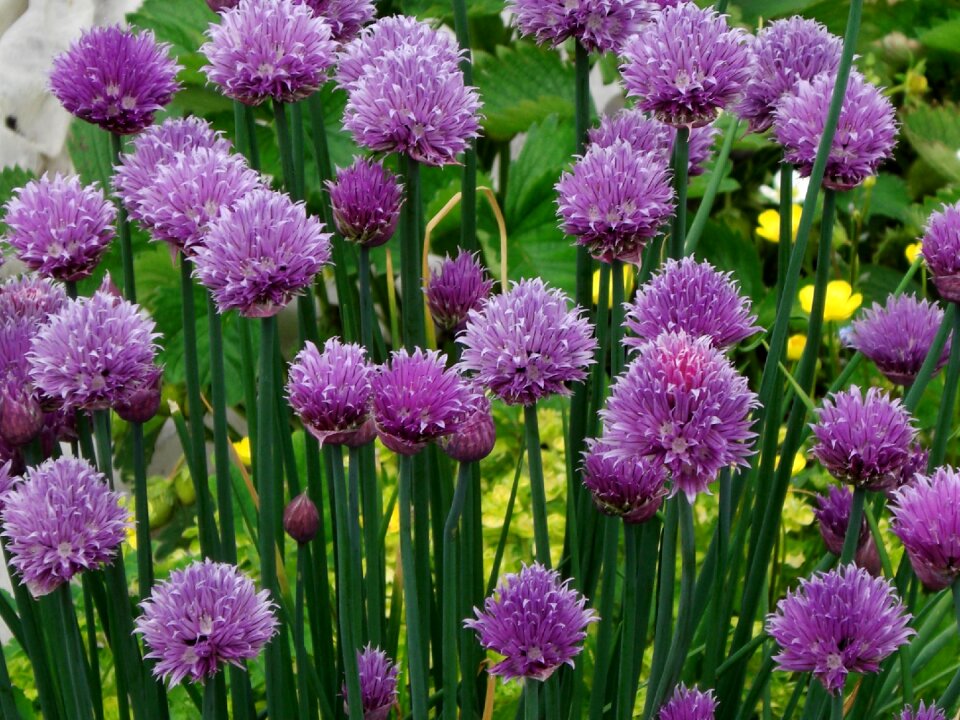 Chives bloom purple