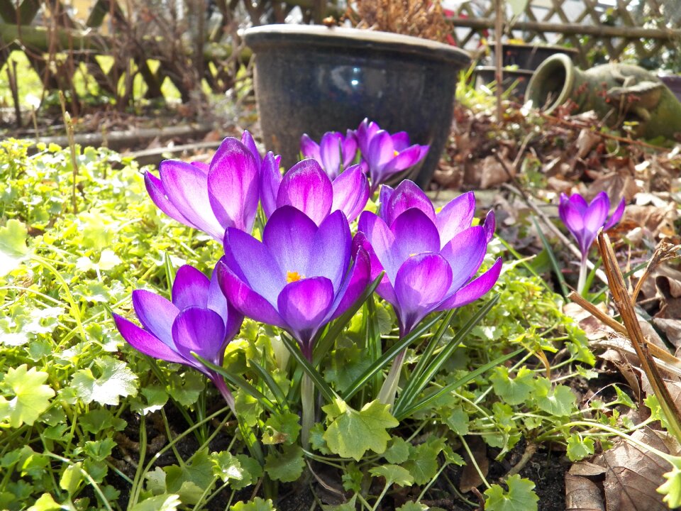 Purple close up nature photo