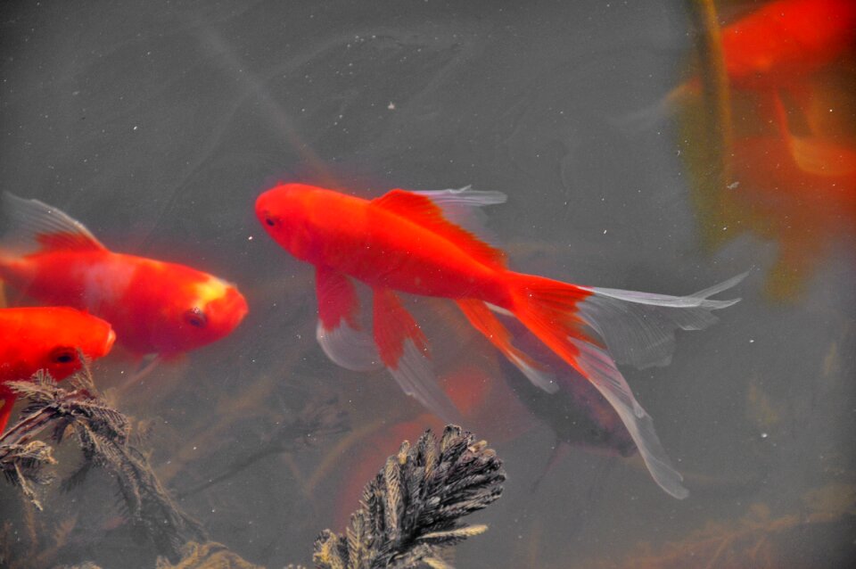 Spring awakening fish