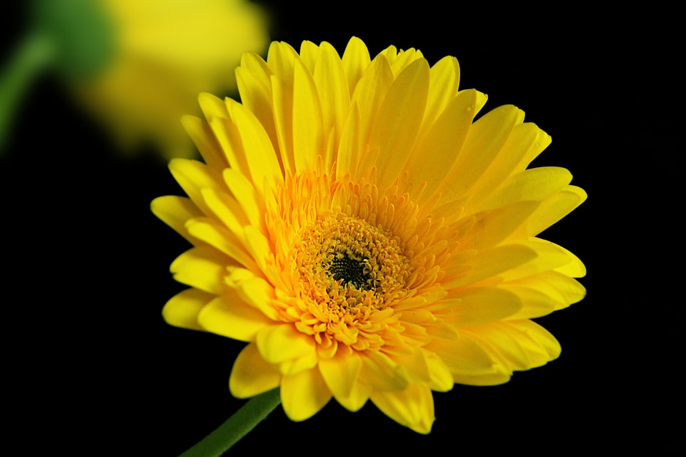 Blossom bloom petal