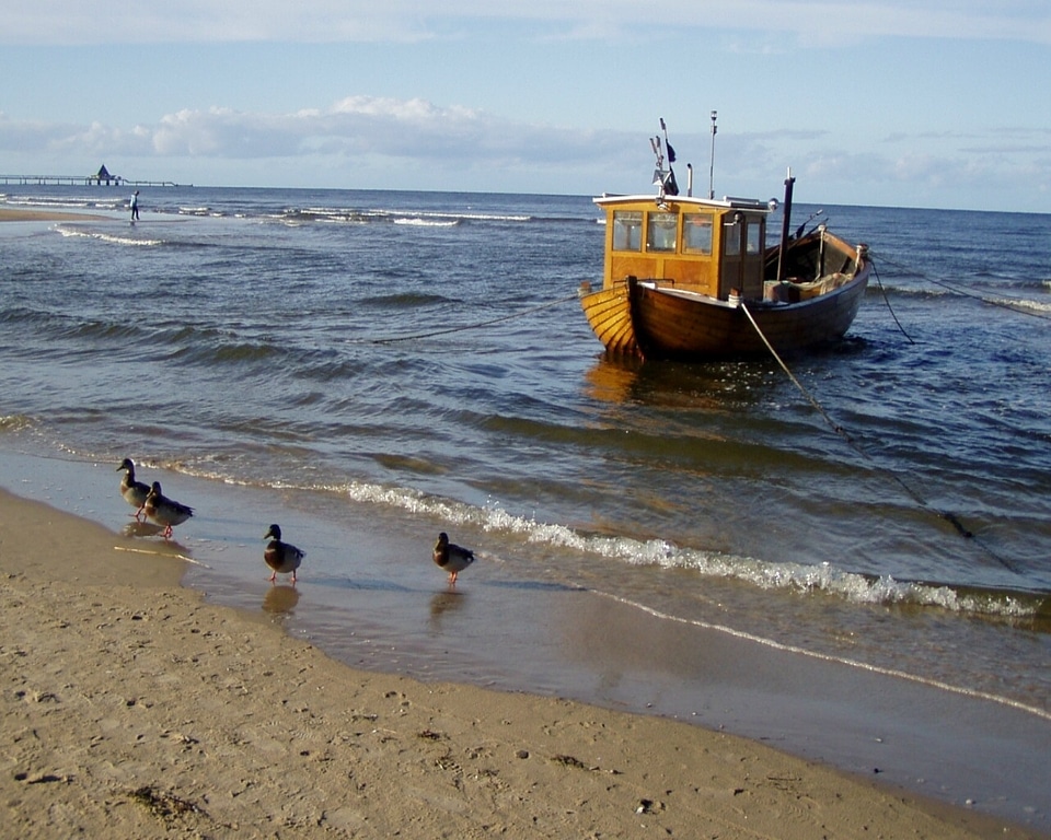 Fishing boat ducks duck