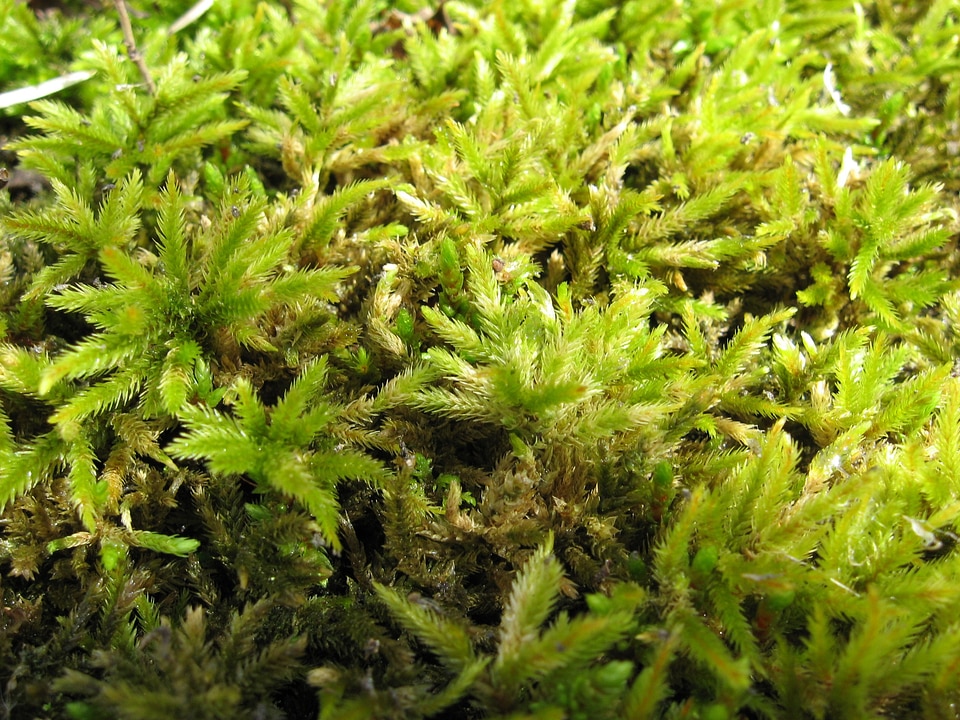 Leaves thick close up
