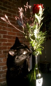 Vase rose