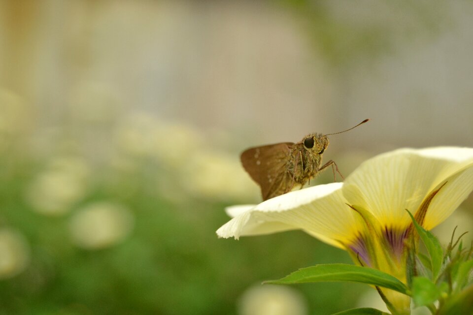 Animal fly view