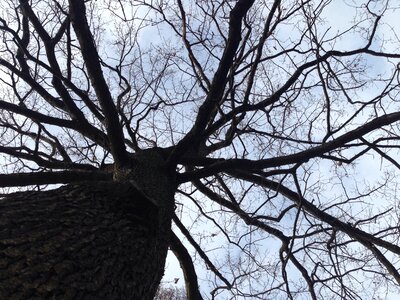 Nature sky trunk photo