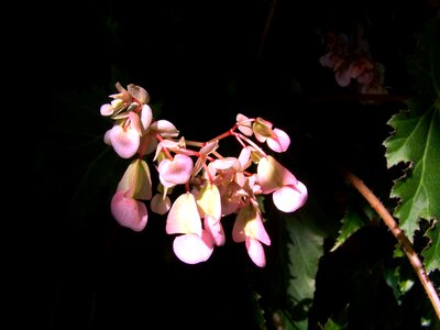 Room plant flowering begonias pink photo