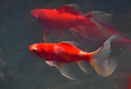 Spring awakening fish