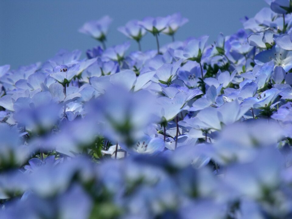 Nemophila flowers early summer flowers
