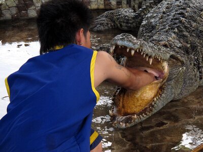 Crocodile focus crocodile show