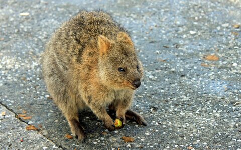 Kangaroo australia rottnest island