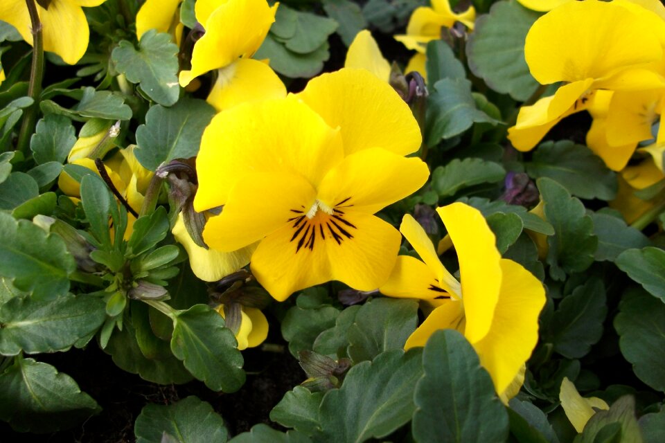 Nature flowers colorful