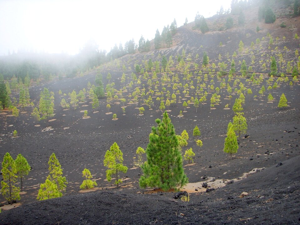 Green lunar landscape nature