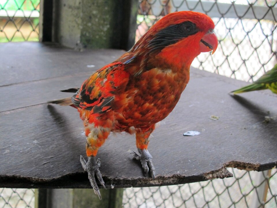 Birds feathered race zoo