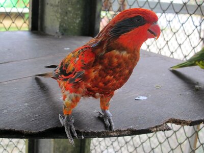 Birds feathered race zoo
