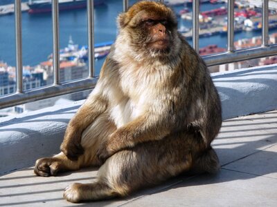 Aphane rock of gibraltar gibraltarapa