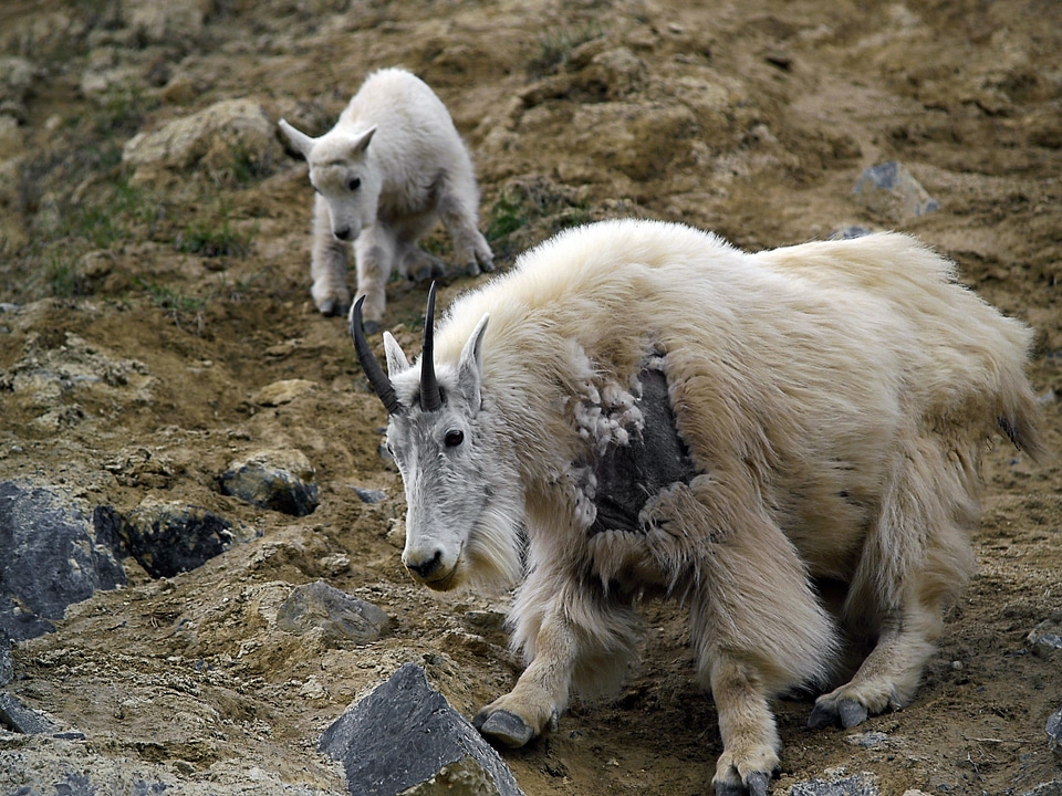 Nature wildlife mountain