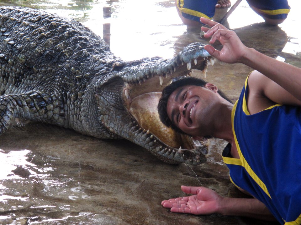 Crocodile focus crocodile show