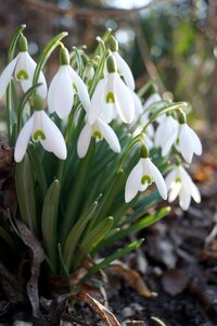 White flowers cluster
