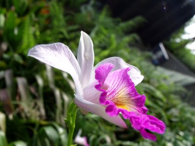 Orchid flowers plant