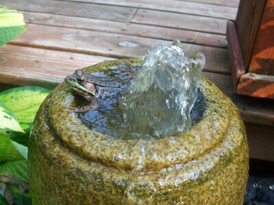 Fountain nature