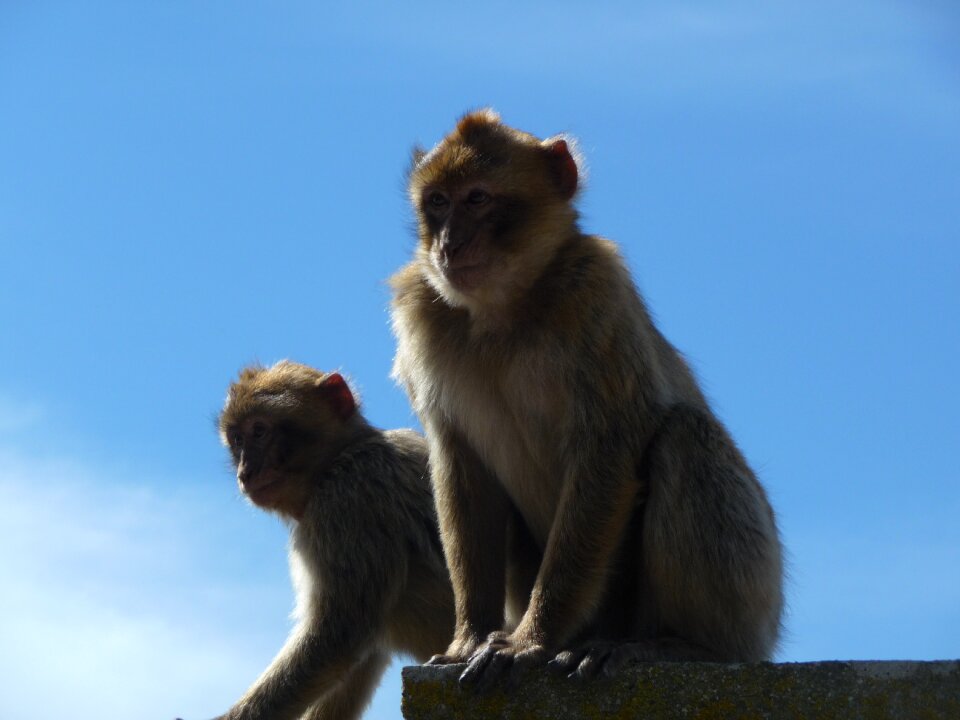 Macaques gibraltar rock of gibraltar