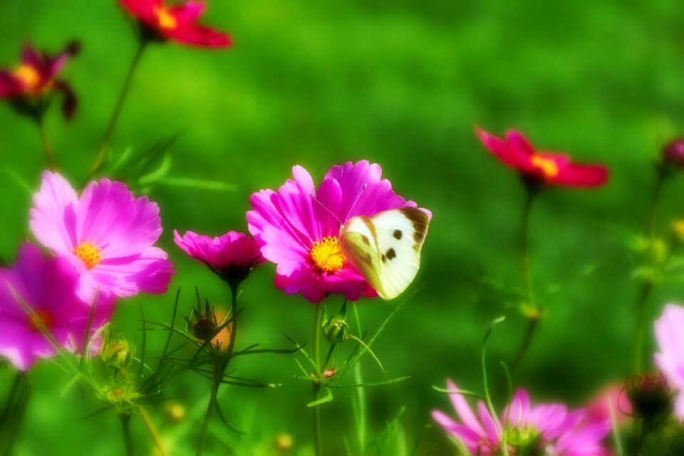 Animal papilionidae nature
