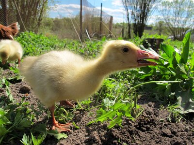 Goose village farm