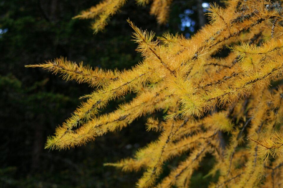 Autumn european larch golden autumn
